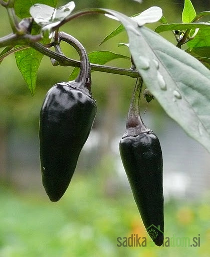 Feferon čili Black Cayenne