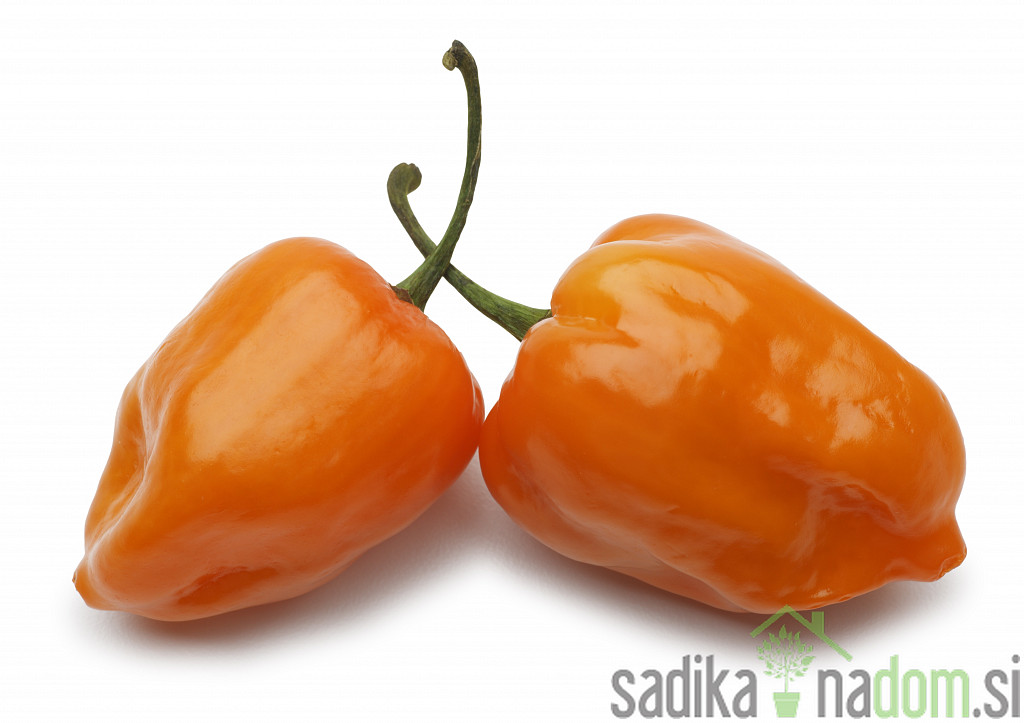 Feferon čili Habanero orange