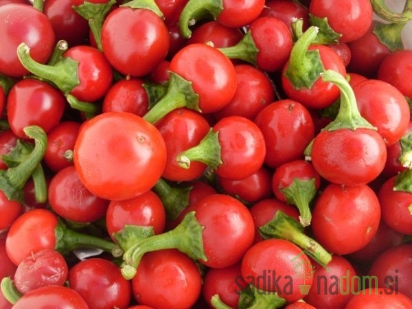 Sjeme Chili Red Cherry Small