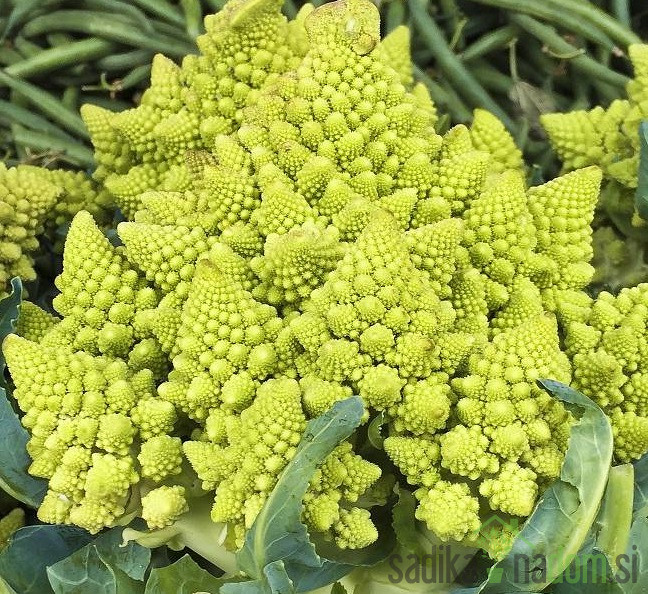 Cvjetača Romanesco - križanac brokule i cvjetače