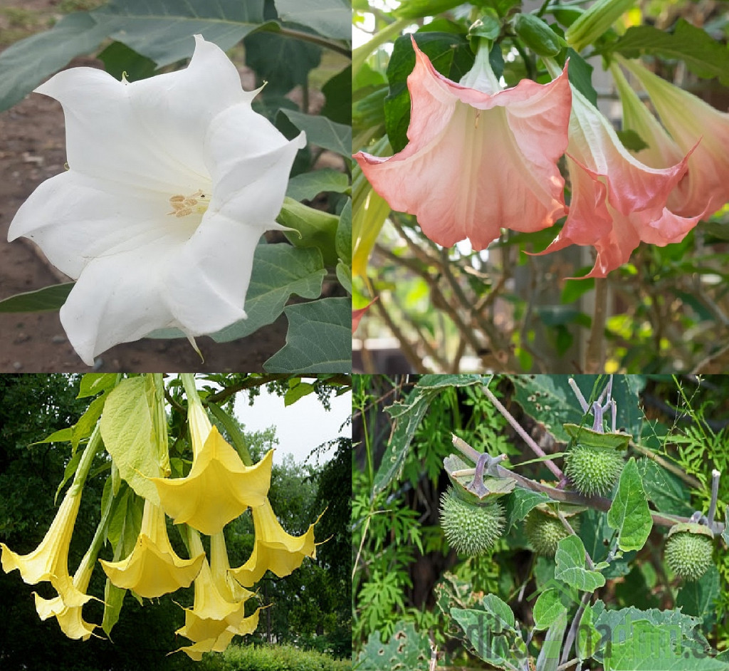 Anđeoska truba (Brugmansia)