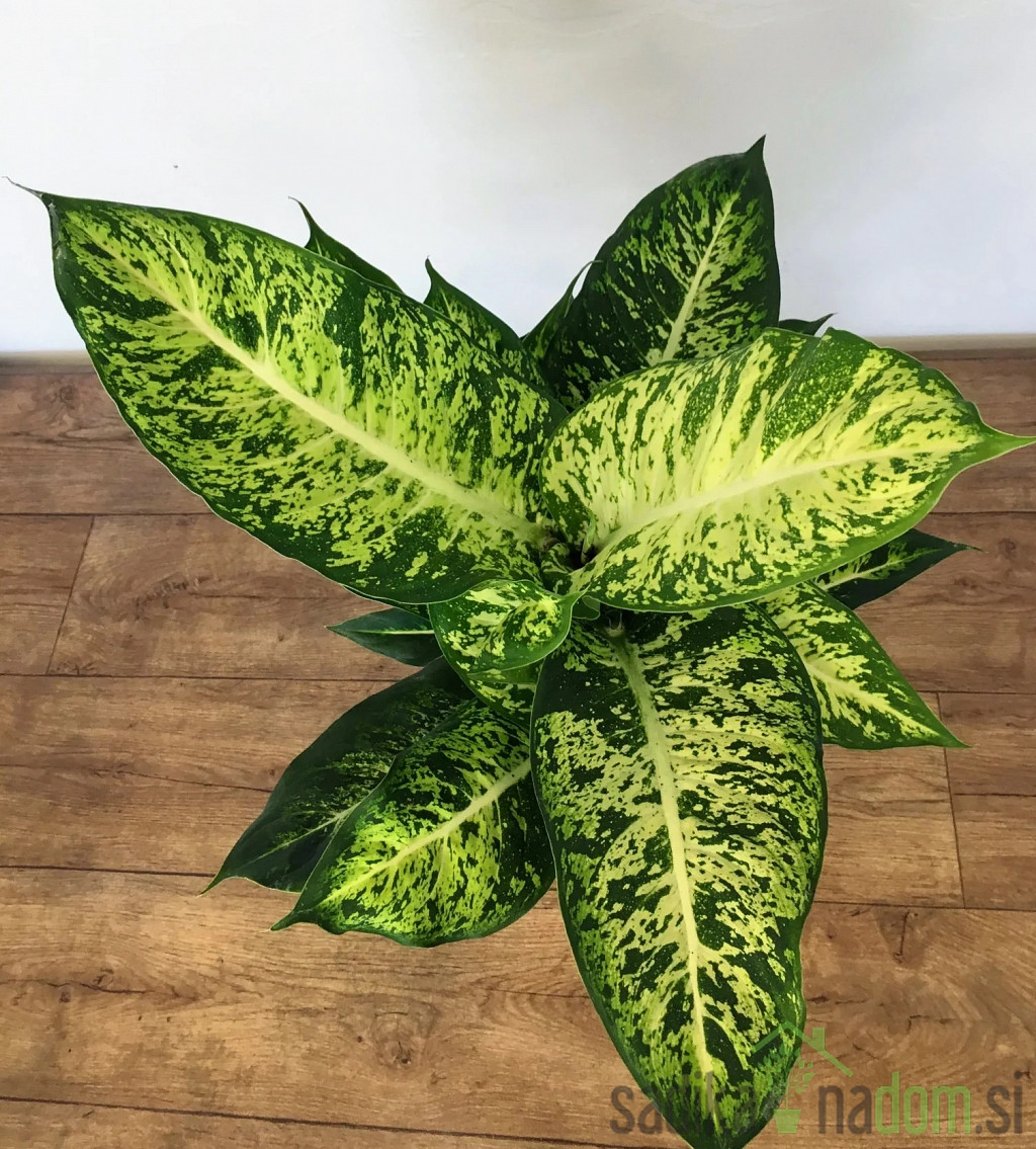 Dieffenbachia Mars