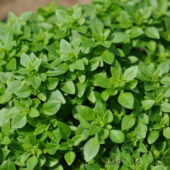 Mirisna biljka Sitnolisni bosiljak