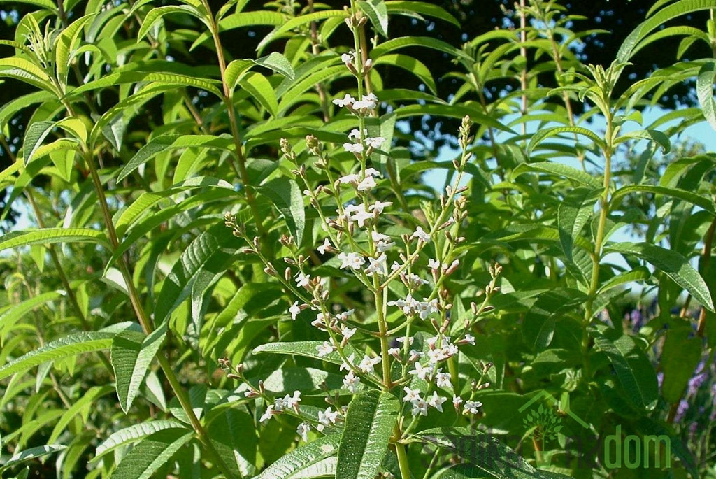 Mirisna biljka Citronela