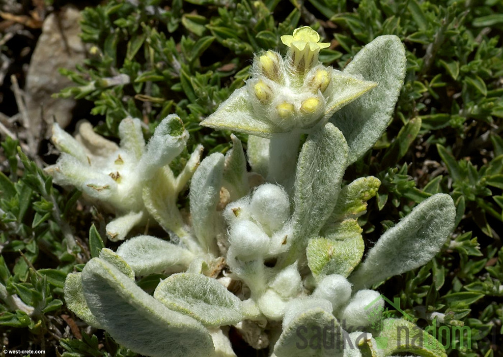 Aromatično bilje Grčki planinski čaj