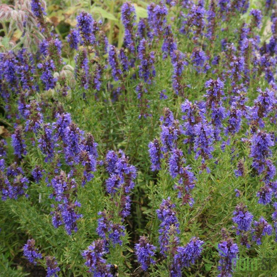 Začinska  Miloduh ili izop (Hyssopus officinalis L.)