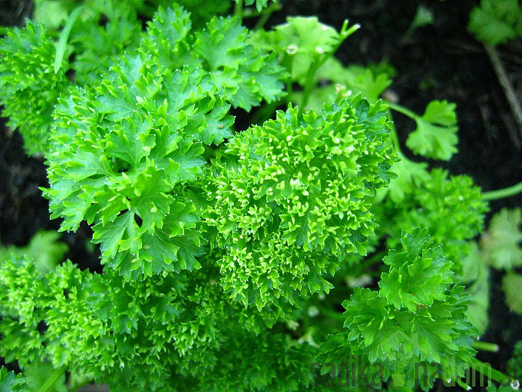 Mirisna biljka Kovrčavi peršin