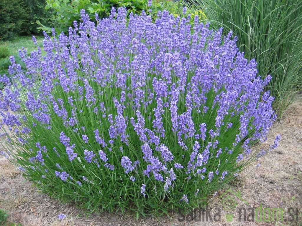 Mirisna biljka Lavanda