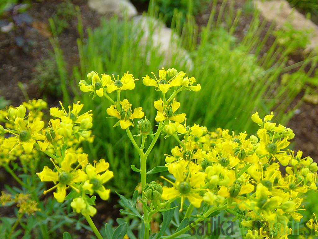 Mirisna biljka Rutvica