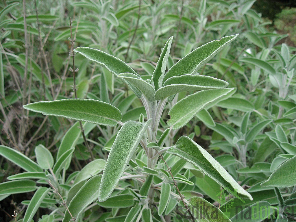 Mirisna biljka Kadulja
