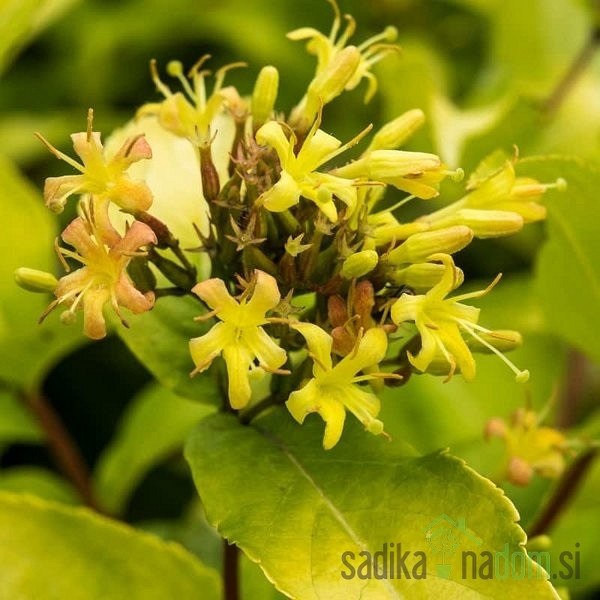 Orlovi nokti (Diervilla rivularis)