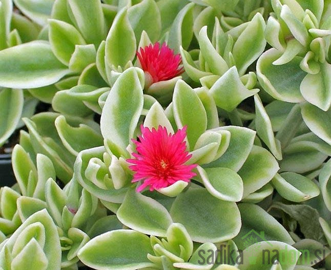 Dorotejin cvijet-Dorotheantus