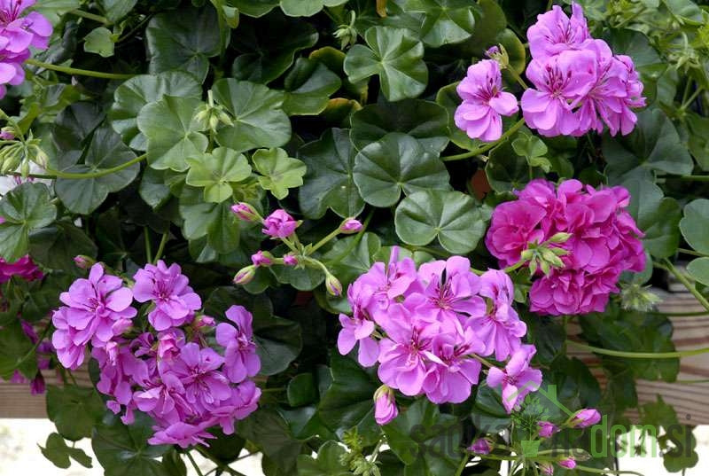 Pelargonium peltatum