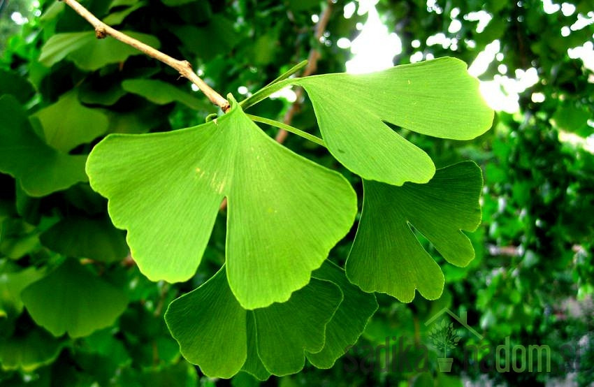 Dvorežnjasti ginko (Ginkgo Biloba)