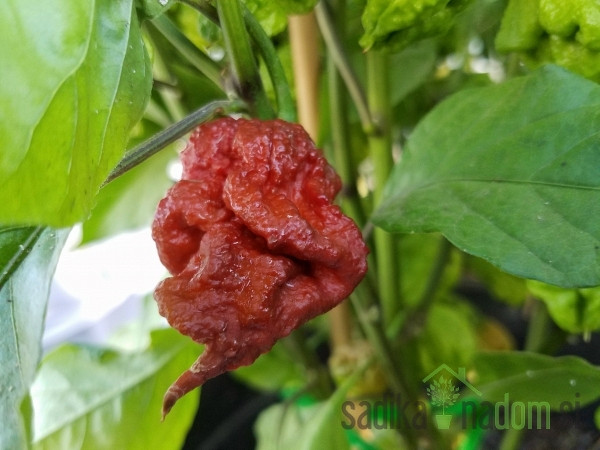 Feferon čili Carolina Reaper Chocolate