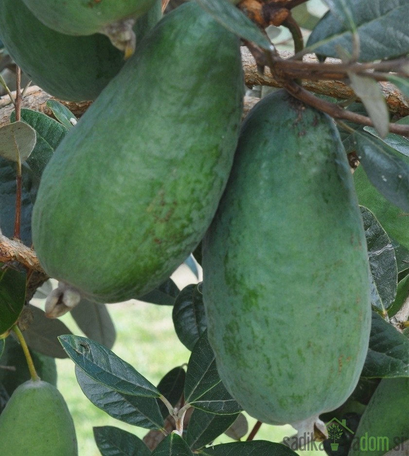 Feijoa / Fejoja Apollo (Feijoa sellowiana)