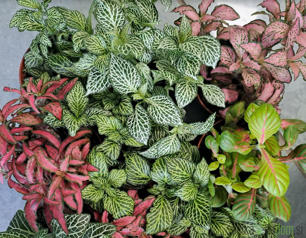 Fitonija (Fittonia sp.)