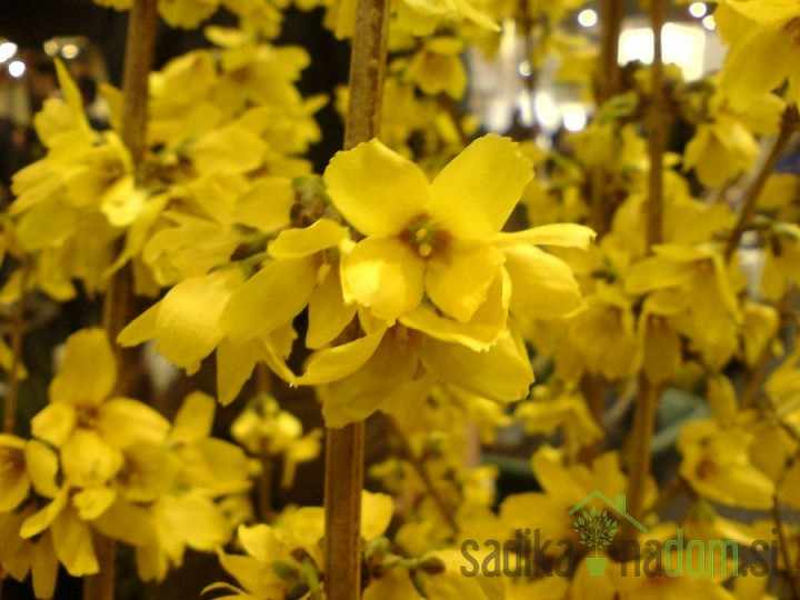 Forzicija  Goldrausch (Forsythia intermedia)