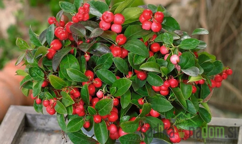 Obična gaulterija (Gaultheria Procumbens) - ZIMZELENA