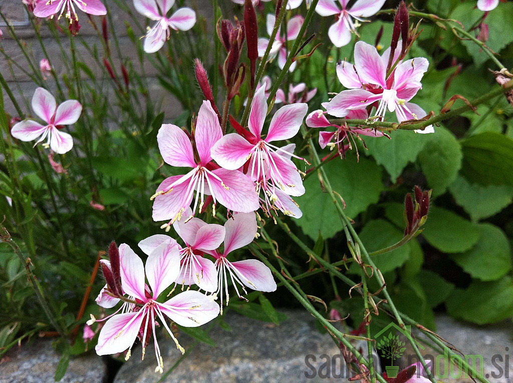 Gaura (Gaura lindheimeri)