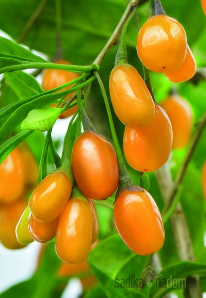 Goji bobice Amber Sweet