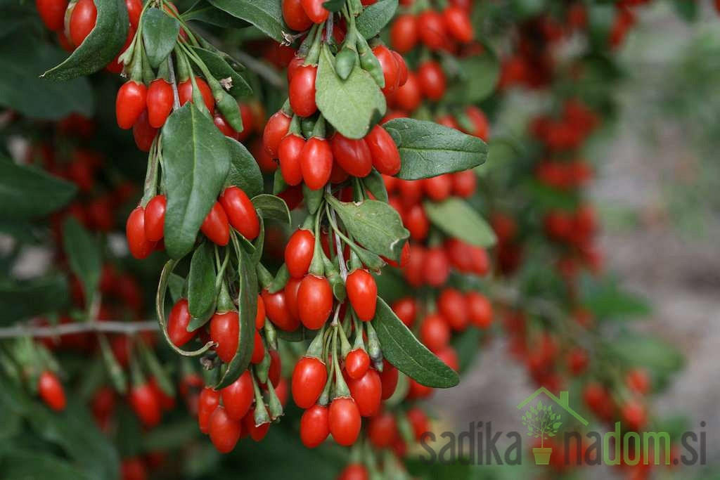 Goji jagoda Sweet Berry - slatkoga okusa