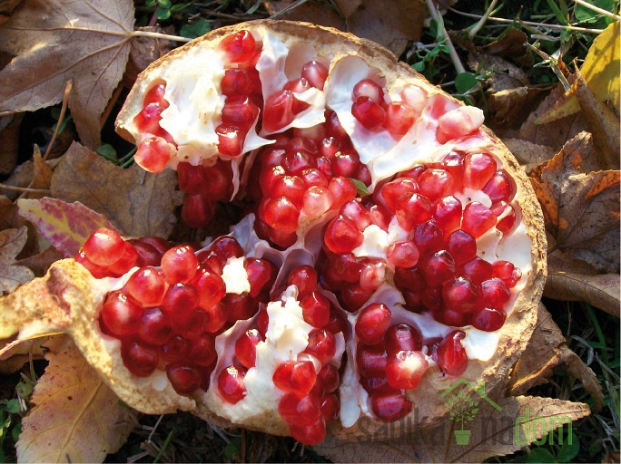 Šipak/nar/granat-jabuka Glavaš