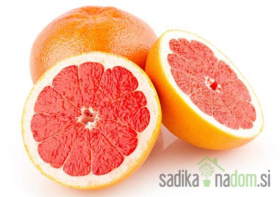 Grejpfrut Star Ruby