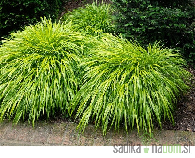 Ukrasna japanska trava Aureola (hakonechloa macra)