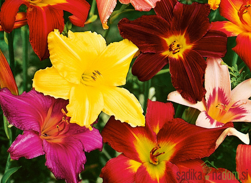 Ljiljan (hemerocallis)