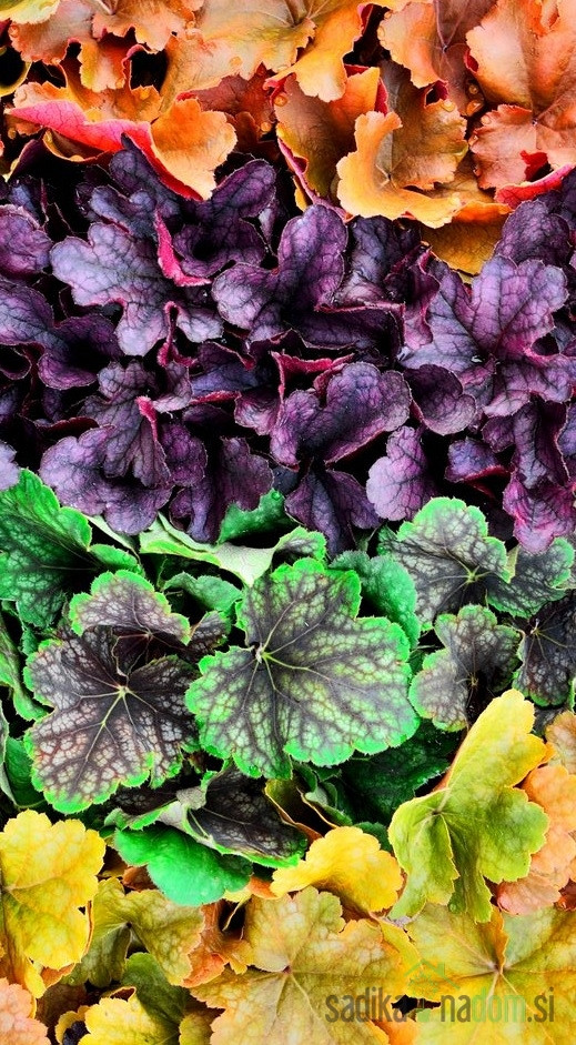 Hajhera (Heuchera)