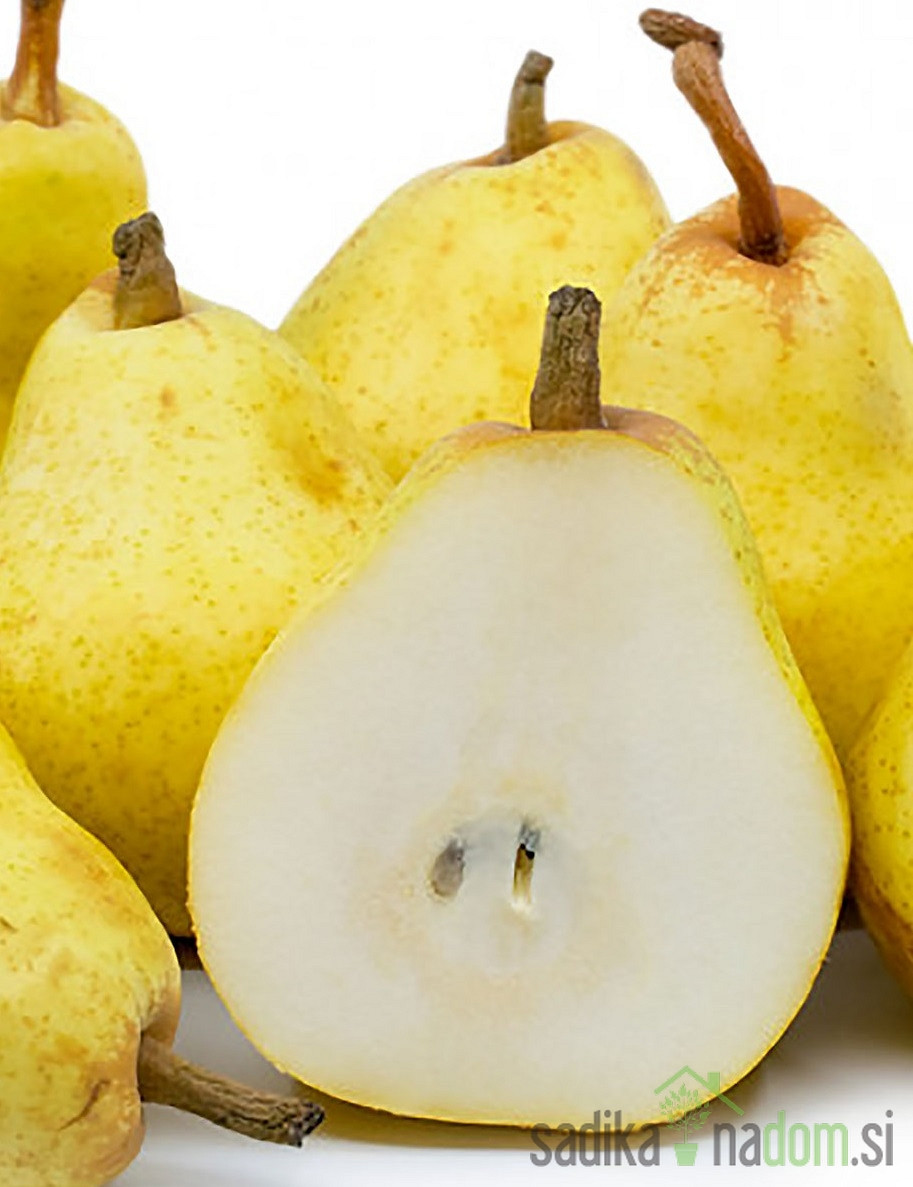 Kruška Kiferova / Citronka