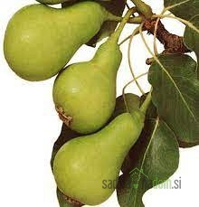 Kruška Petrovka / Nagowitz