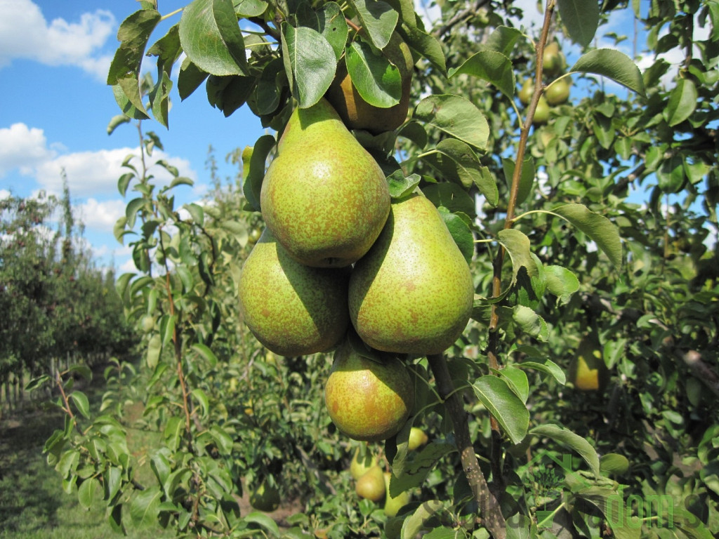 Kruška Nojobrskaja/ Novembra