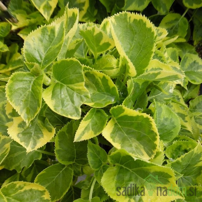 Hortenzija penjačica  Mirranda (Hydrangea anomala)