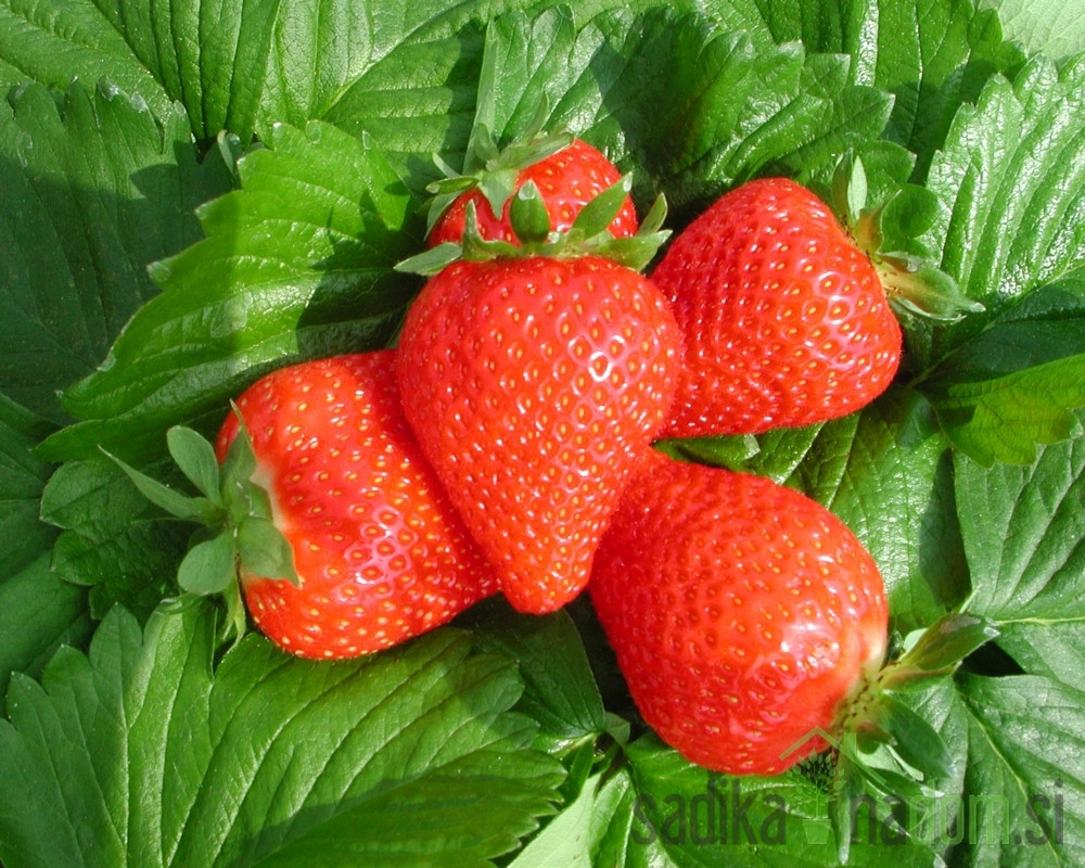 Jagoda jednorodna Clery - JEDNORODNA