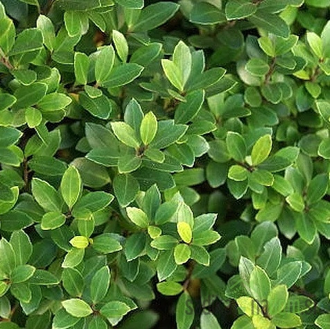 Japanska božikovina (Ilex crenata) Glory Gem