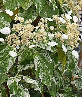 Japanska hortenzija Burst of Light (Hydragea hydrangeoides)