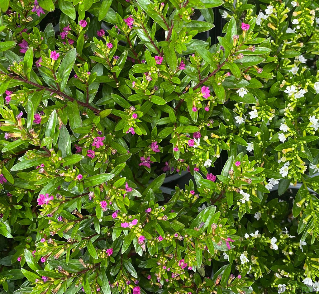 Kufeja - UKRASNA ( Cuphea)