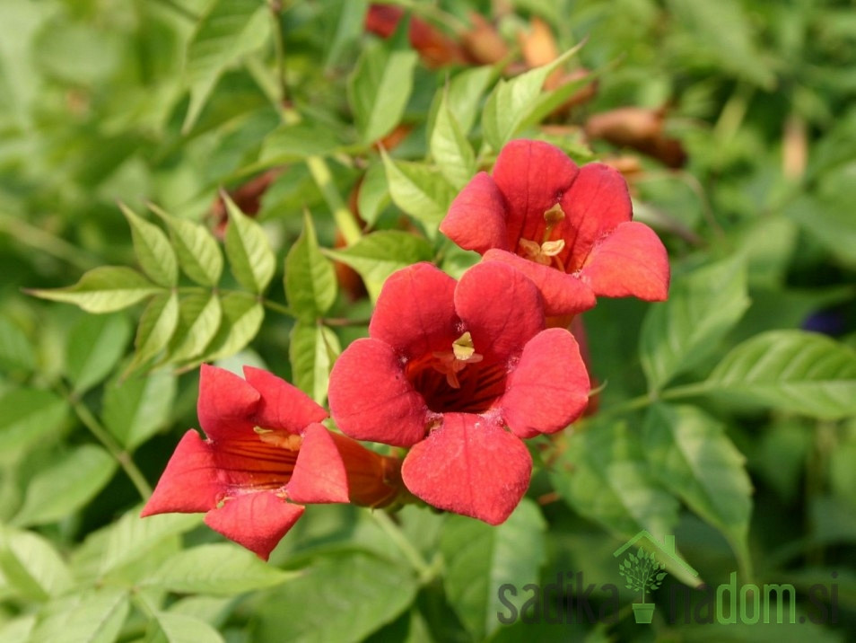 Jasminova truba Flamenco