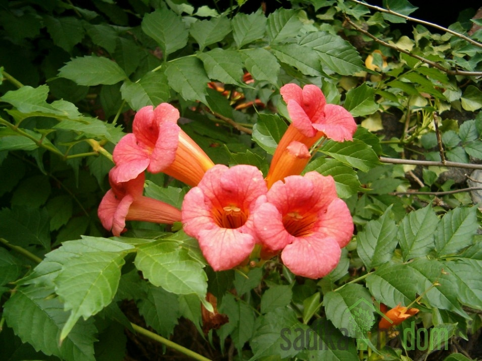 Jasminova truba Gabor (Campsis Radicans) 