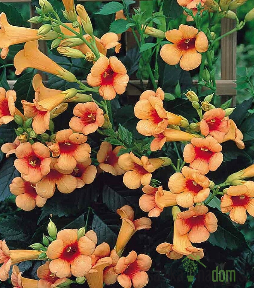Trubasta lozica Indian Summer (Campsis tagliabuana)
