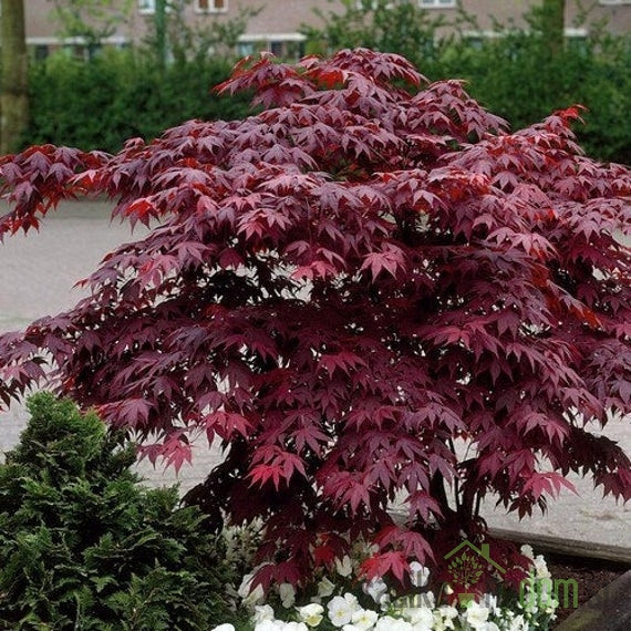 Javor dlanolisni Bloodgood (Acer Palmatum)