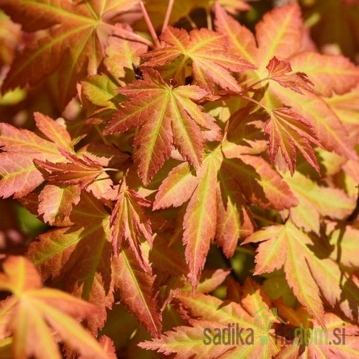 Javor dlanolisni Orange Dream (Acer Palmatum)