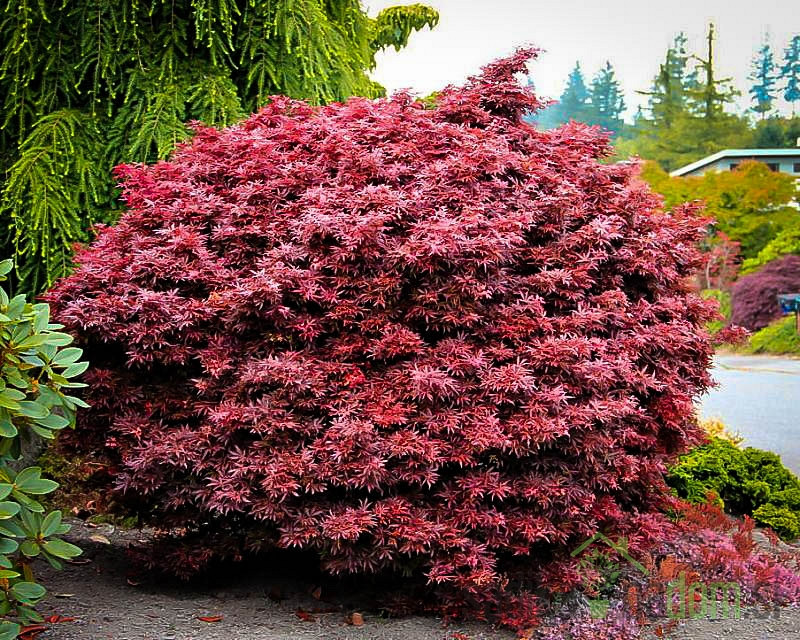 Javor dlanolisni Shaina (Acer Palmatum)