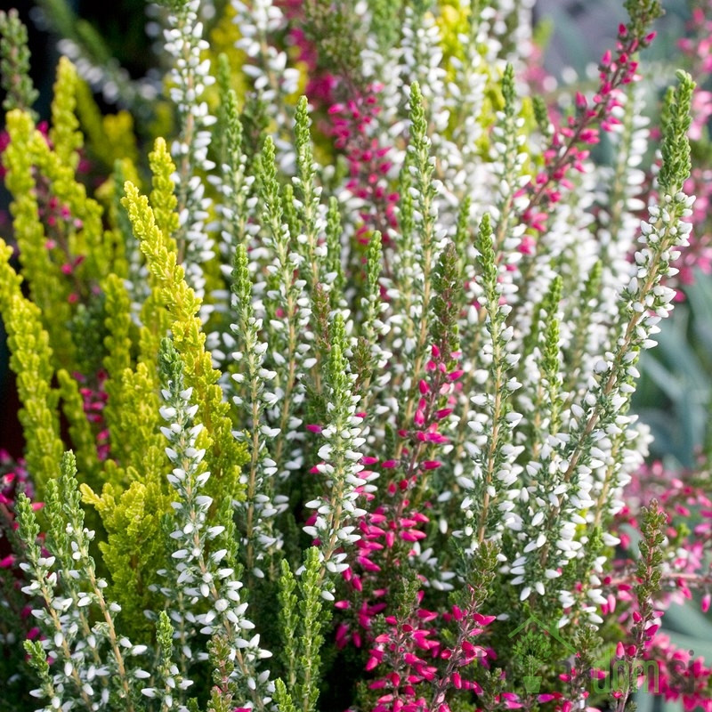 Vrijesak Garden Girls (Calluna Vulgaris)