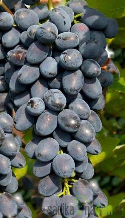 Vinova loza Jupiter Kishmish - bez koštica