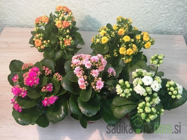 Kalanhoja (Kalanchoe) 