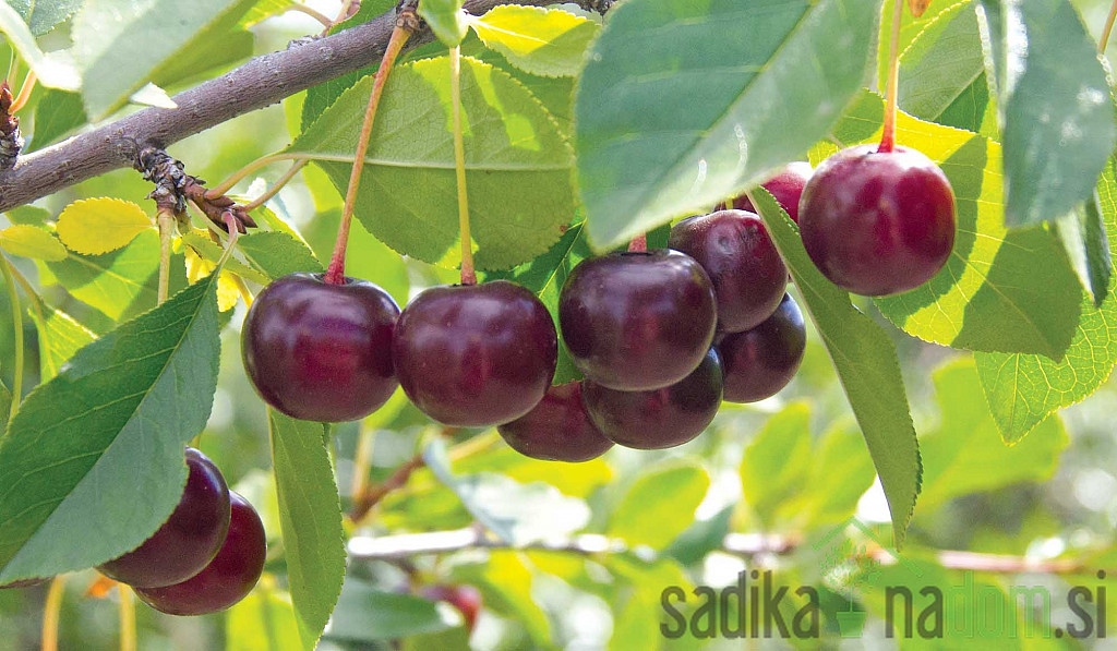 Kanadska grmolika višnja - VRLO SLATKA