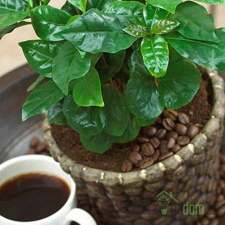 Arabica kava stablo